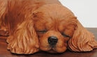 Cavalier King Charles Spaniel Solid Wood Cremation Urn